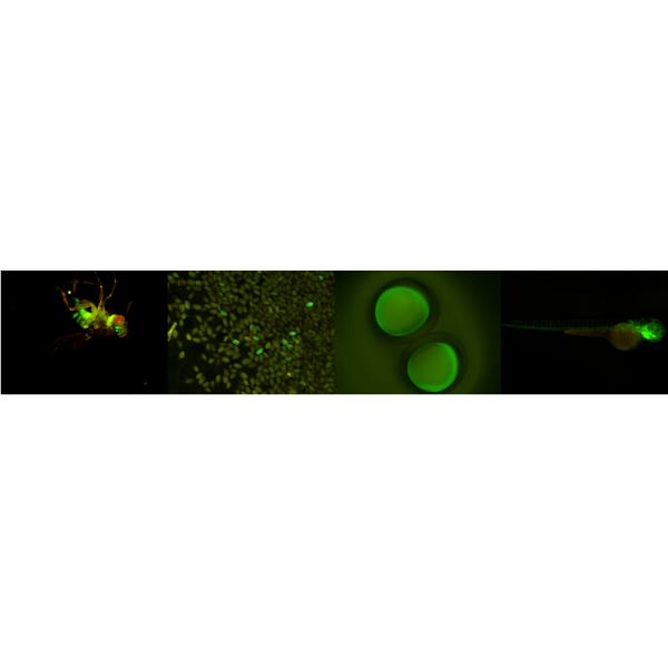 Stereo fluorescence microscope for GFP
