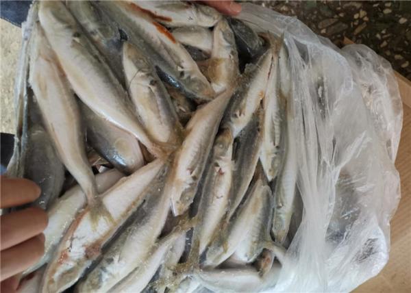 Peixes congelados pacíficos naturais da cavala 70-80G do marisco fresco