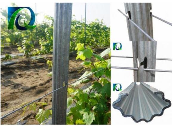 C Type Metal 1.5mm Grape Vine Stakes 1.8-3.5M Height