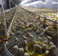 Conducteur entièrement automatique de foreuse de volaille de système de foreuse d'alimentation de poulet pour la ferme