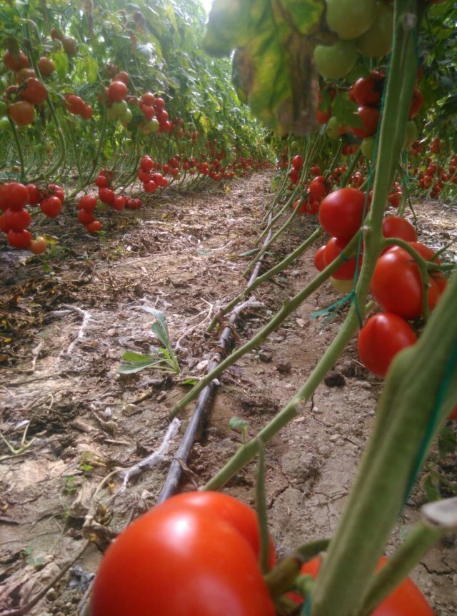 New Jingfeng High Resistant Disease Indeterminate Tomato Seeds Indoor Outdoor T48