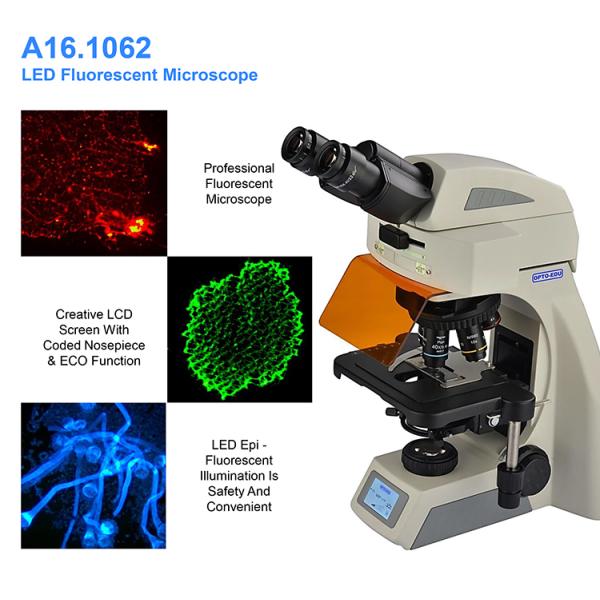 El infinito OPTO Trinocular binocular de EDU A16.1062 llevó el microscopio fluorescente BG