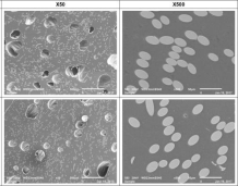 LFT-D Long Glass Fiber Thermoplastic Extrusion Machine Co-Rotating Twin Screw Extruder
