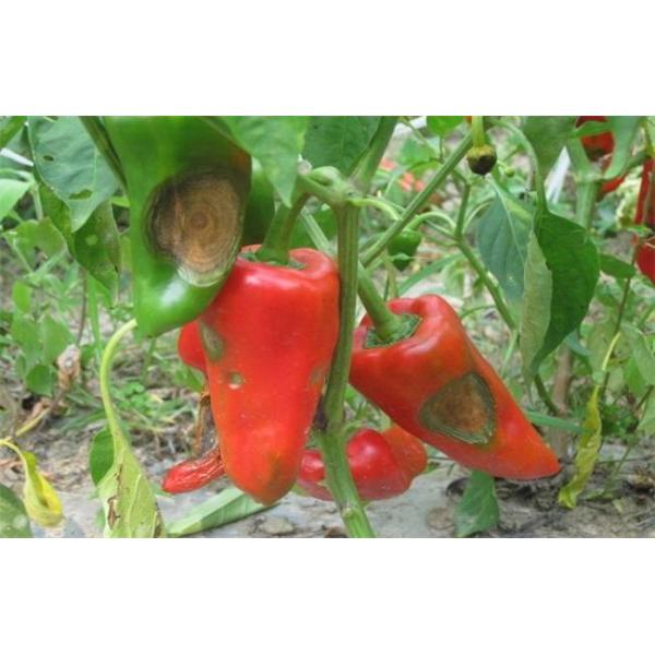 Bacillus Velezensis Biocide Robust Seedlings Large Leaves Irrigation Root Melon Tomato  