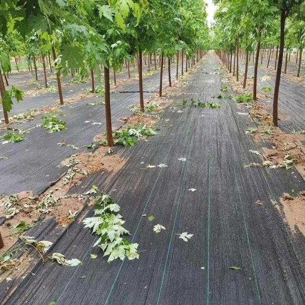 Black Grass Barrier Landscape Ground Fabric Ground Cover Mesh Weed Mat Anti Grass Control Cloth