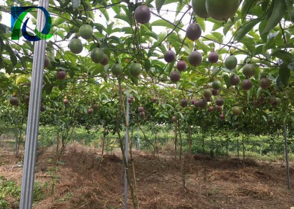 Durable Orchard Poles For Kiwi Fruit Plant Provide Matched Wire Connector