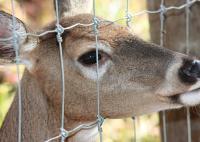 Fermeture à cerfs à noeud fixe en argent avec forme de trou carré galvanisée à chaud excellente résistance aux intempéries