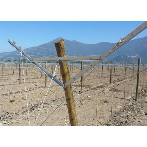 Durable Steel Material Open Gable Trellis System / Table Grape Trellis Custom Length