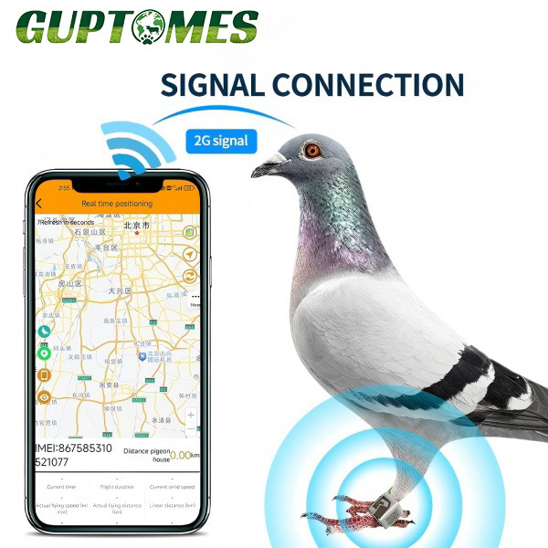 Geo Fence Pigeon GPS Tracking Device Waterproof With Flight Path Historical Trajectory