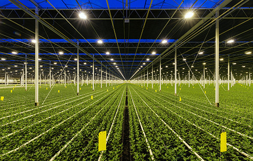 El invernadero LED de la república de los cultivadores crece vatios ajustable LED del ángulo ligero los 320