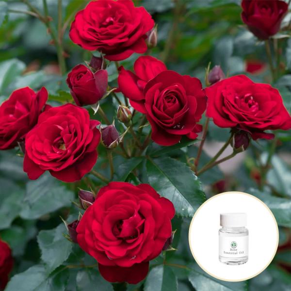 Cas 8007 01 0 Manufacture  Wholesale Price Rose Essential Oil For Cosmetics Rose Oil