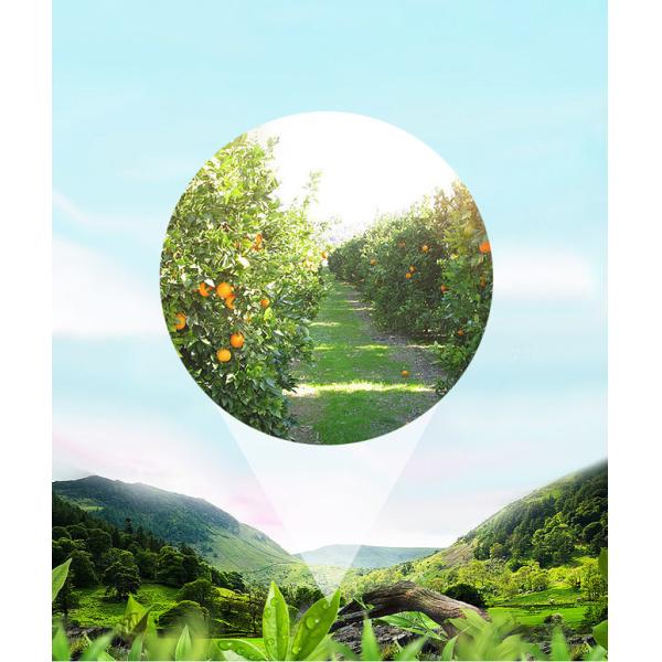 OEM ODM Pure Plant Essential Oil , 10ml Lemon Eucalyptus Essential Oil