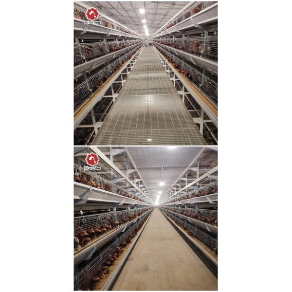 сельское хозяйство птицы клетки батареи слоя цыпленка 4Tier, оборудование сельского хозяйства птицы SGS 192 птиц