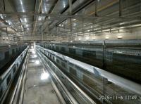 Bébé argenté Chick Cage For Chicken Farm de grilleur de couleur
