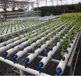 High Production Automated Hydroponic Greenhouse Large Glass Greenhouses