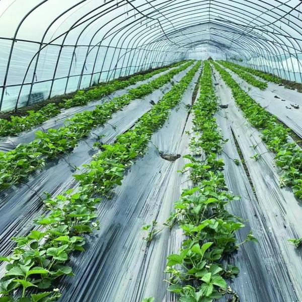 Polytunnel Plastic Tunnel Single Span Agricultural Greenhouse for Customized Request