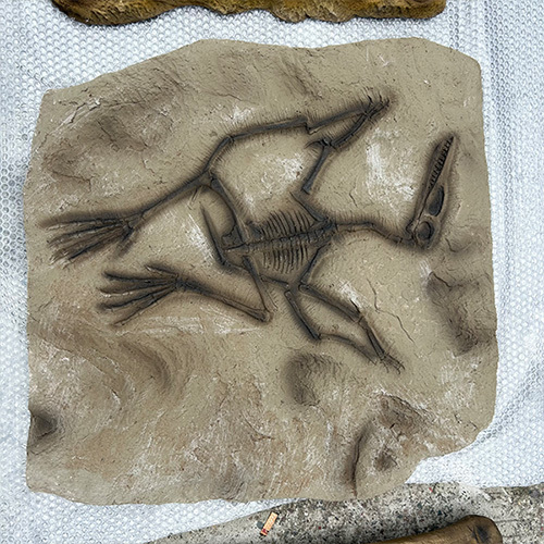 Artificial Replica Museum Standard Dinosaur Skeleton Model Fossil Skeleton Replica