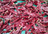 Da pimenta seca do Chile Guajillo do ANÚNCIO ervas picantes Paprika With Stem doce únicas