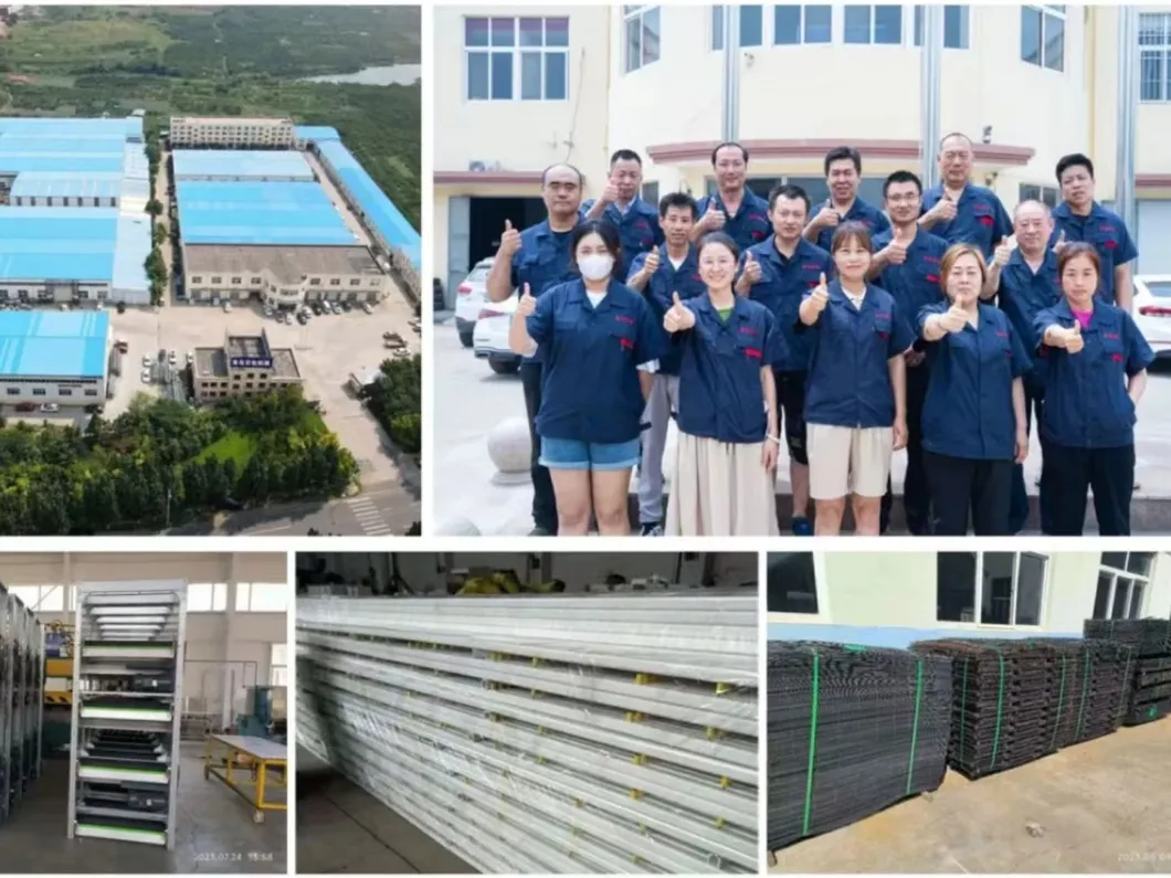 H Type Layer Cage System High Space Utilization Chicken Laying Cage For Farming