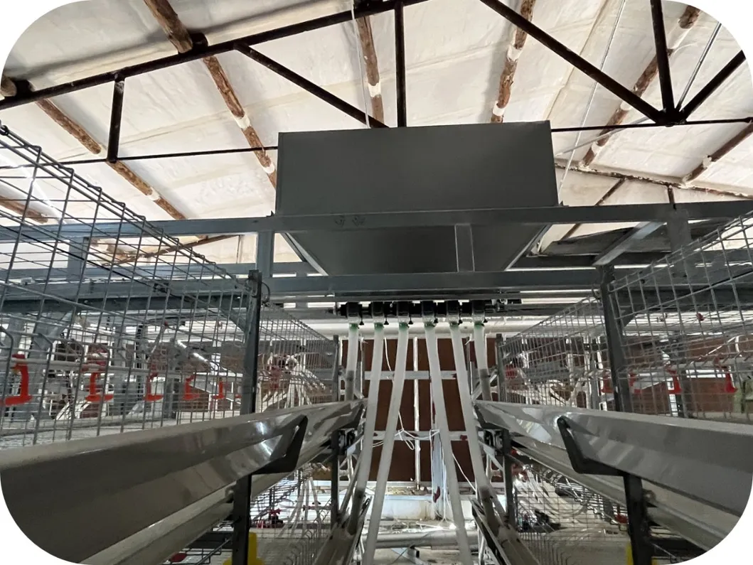 Automated H Type Battery Cage Hot Galvanized Material 544 Birds/Unit Poultry Farming