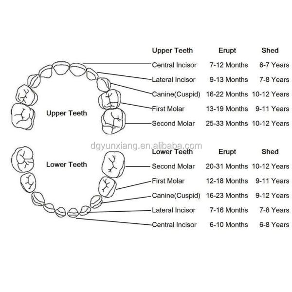 Amazon venta caliente caja de dientes de madera para bebés y porta dientes con caja de embalaje de regalo