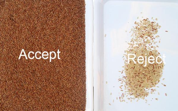 5 Tons/H Rice Color Sorter Paddy Broken Glutinous Rice Color Sorting Machine