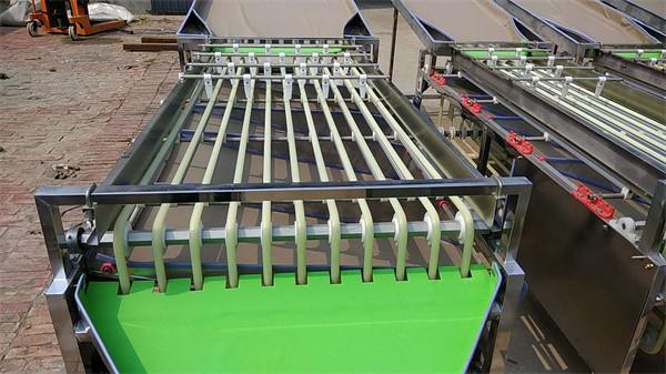 olive sorting machine, cherry tomato grading machine, dates sorting machine