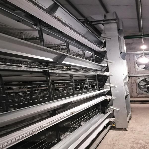 1.2mm автоматическая птицы питаться система