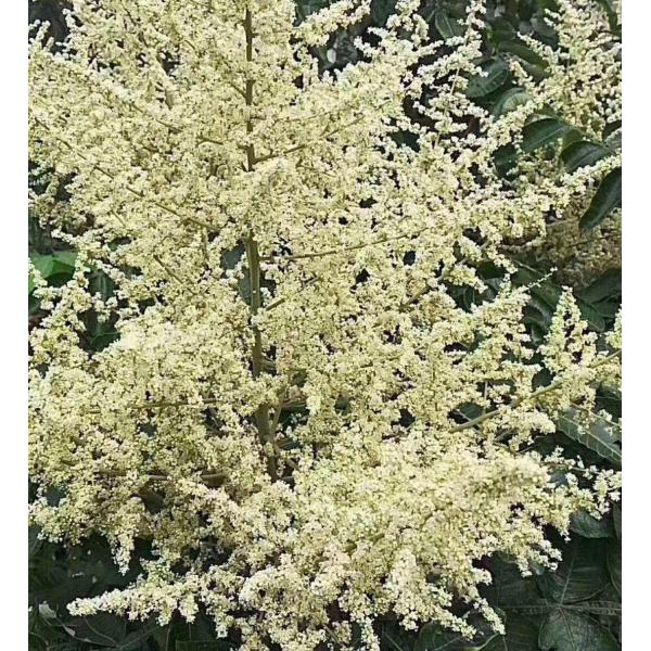 Wholesale Wubei Flower Honey 100% Natural Bee Honey with Light Amber Color 18.7% Moisture and 73.4% Reduce Sugar