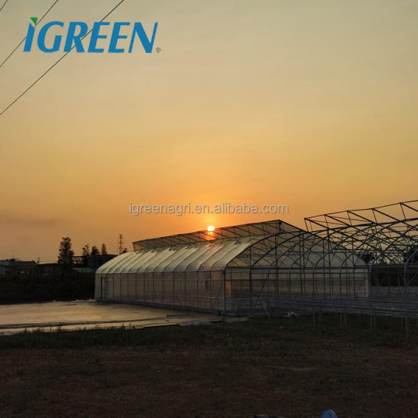 Durable Hot Dipped Galvanized Steel Structure Greenhouses for Tomato Lettuce and Pepper