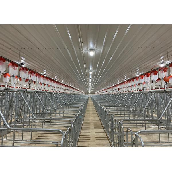 200 truies tournent les outils principaux de porcherie de porcs et les