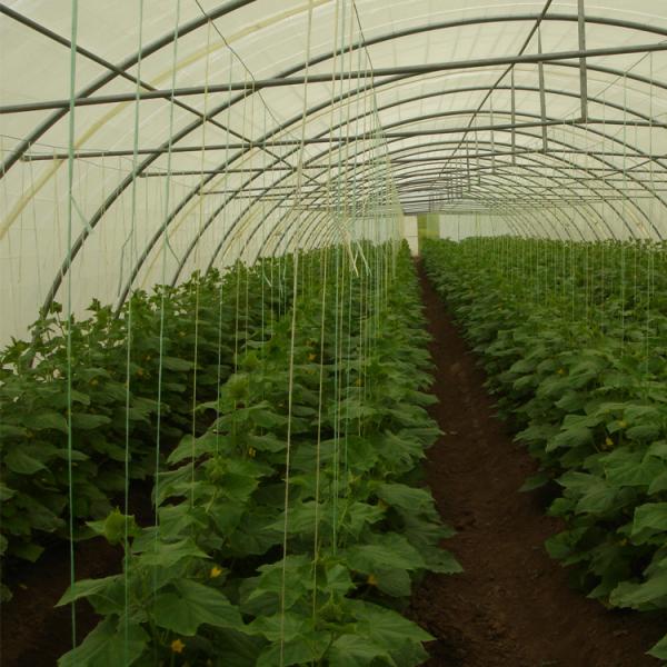 Agricultural Single Span Greenhouse Flowers And Vegetables Poly Film Greenhouse