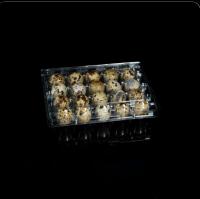 20 trous emballage d' œufs en plastique jetable PET plateau d' œufs transparent portable