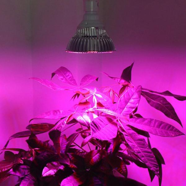 Greenhouse Full Spectrum LED Grow Lights 78 Red 24 Blue For Hydroponics Plant Seeding