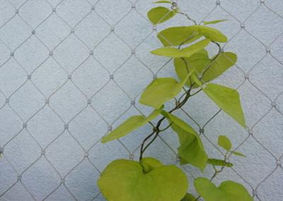 SS 304 316 Wire Rope Trellis 100x100mm Stainless Steel Wire For Climbing Plants