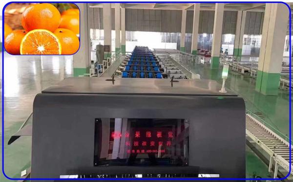 High Precision Fruit Grading Machine 4 Channel Orah Mandarin Intelligent Equipment