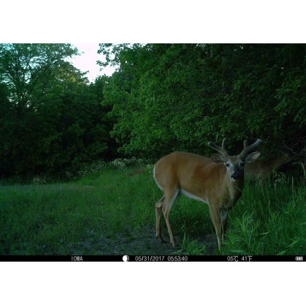 Outside Wireless Wildlife Surveillance Cameras For Night Time Hunting