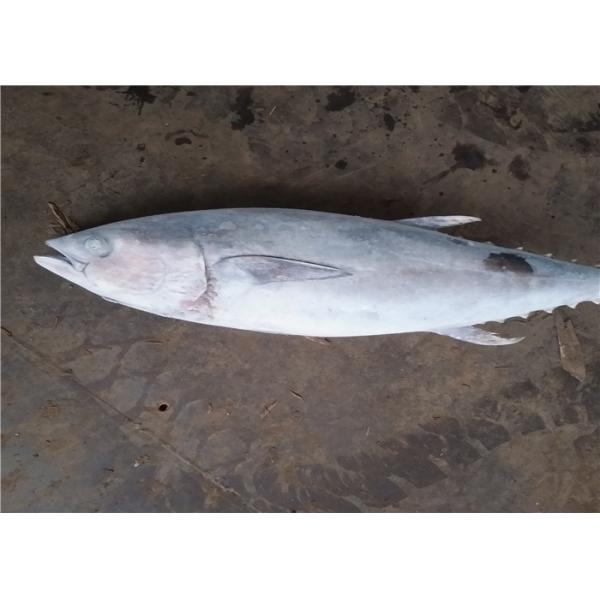BQF que congela el atún de trucha salmonada congelado redondo entero 6kg