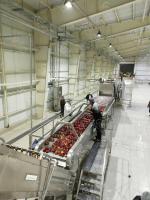Ss304 Linha de processamento de maçã máquina automática para fazer suco de frutas 380 V