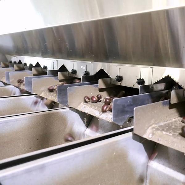 Fabricante 2 Ton/H da máquina de classificação da castanha de Inshell de 12 canais