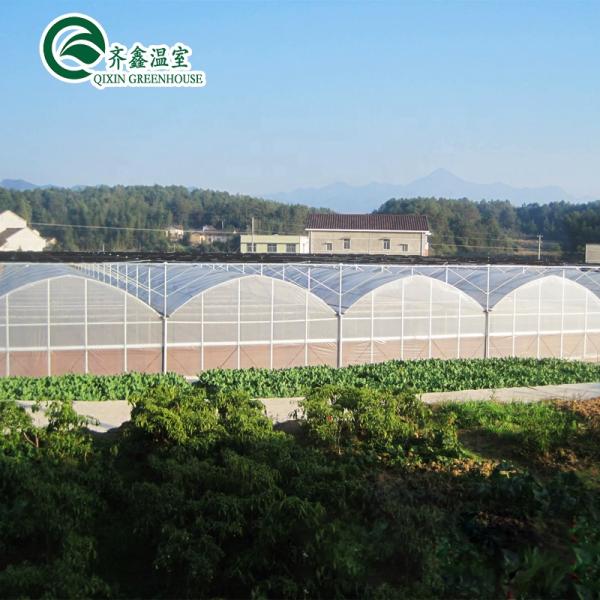 Single Span Greenhouse Mushroom Growing Equipment Covered with Transparent Plastic Film