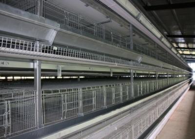 Energy Saving H Type Layer Chicken Cage / Wire Poultry Cages Operate Steadily