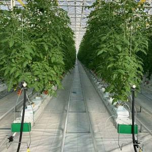 Experiment teaching tomato growing in glass greenhouse