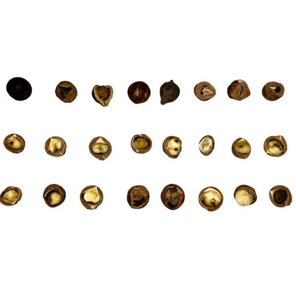 Customised X Ray Sorter Precision X Ray Machine For Food Industry