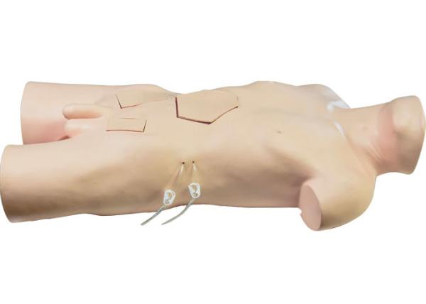 PVC Torso Surgery Training Model For Medical School Training