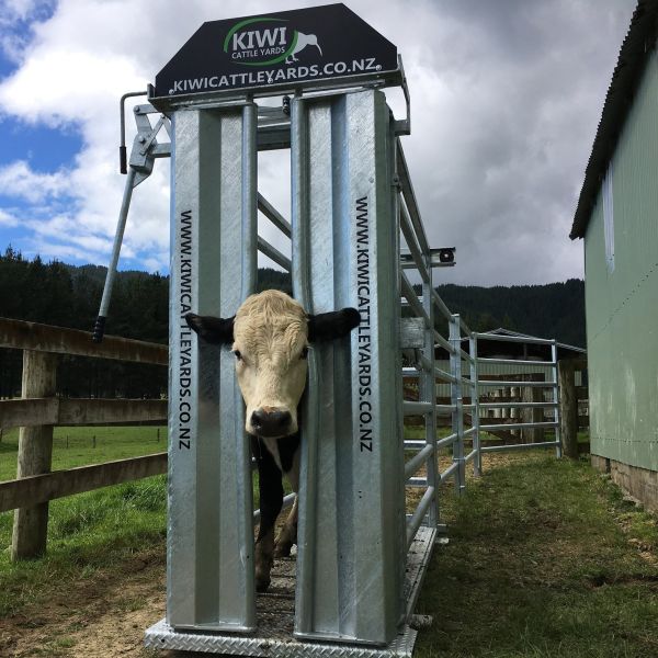 Stainless Steel Cattle Processing Crusher Offering Corrosion Resistance and Longevity in Livestock Meat Processing