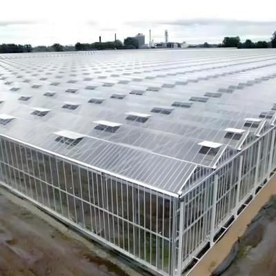 Venlo type Dutch type multi-span agricultural glass greenhouse 