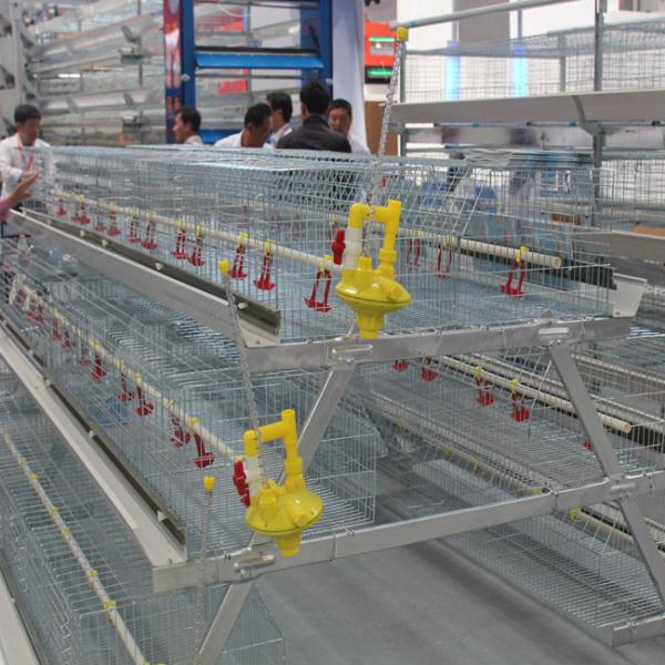 Galinhas galvanizadas da gaiola 200-300 da galinha de grelha do mergulho quente/grupo