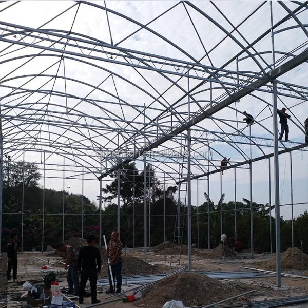 2-5m Shoulder Height High Tunnel Sawtooth Greenhouse for Commercial Plant Cultivation