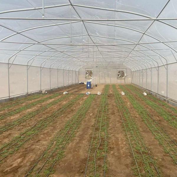 5m Roof Height Single Span Greenhouse Smart Chinese Style Greenhouse